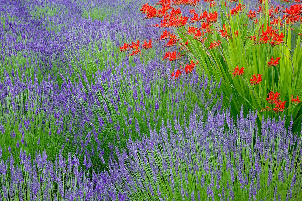 USA, Washington State, Seabeck. Lavender garden. art print by Jaynes Gallery for $57.95 CAD