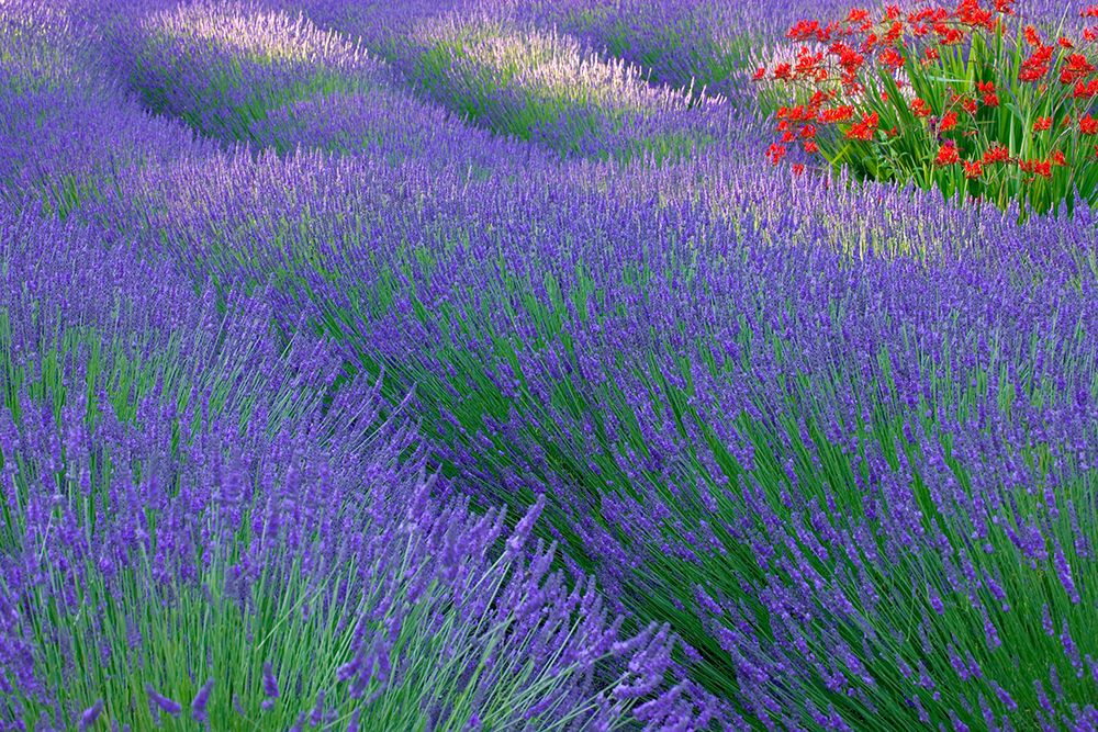 USA, Washington State, Seabeck. Lavender garden. art print by Jaynes Gallery for $57.95 CAD