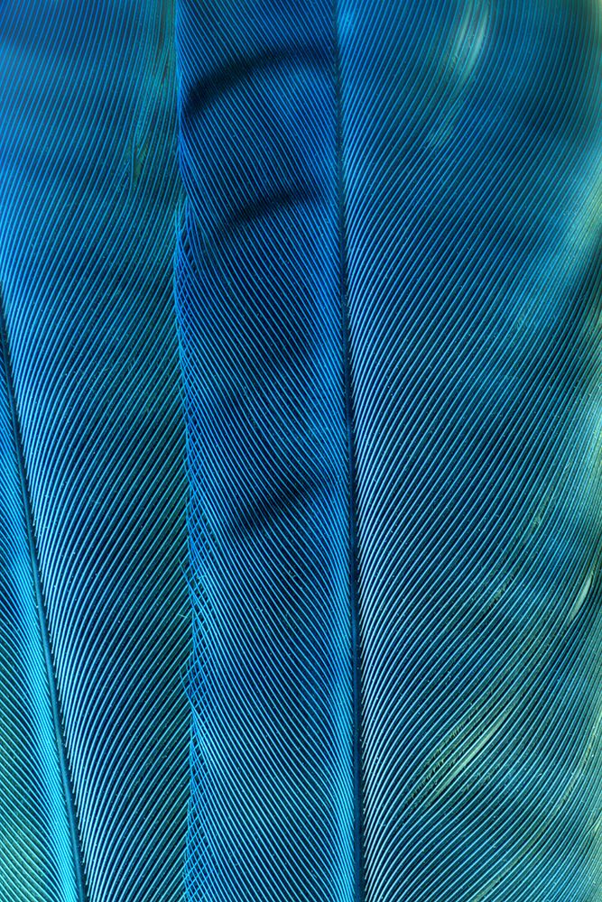 USA, Washington State, Seabeck. Blue jay feathers close-up. art print by Jaynes Gallery for $57.95 CAD