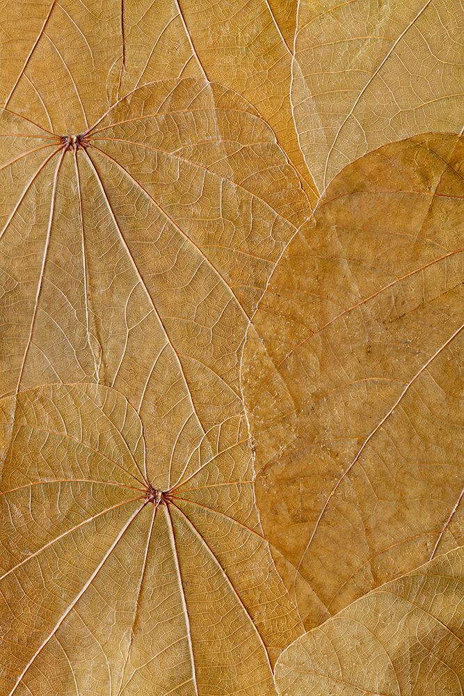 USA, Washington State, Seabeck. Close-up of pressed leaves. art print by Jaynes Gallery for $57.95 CAD