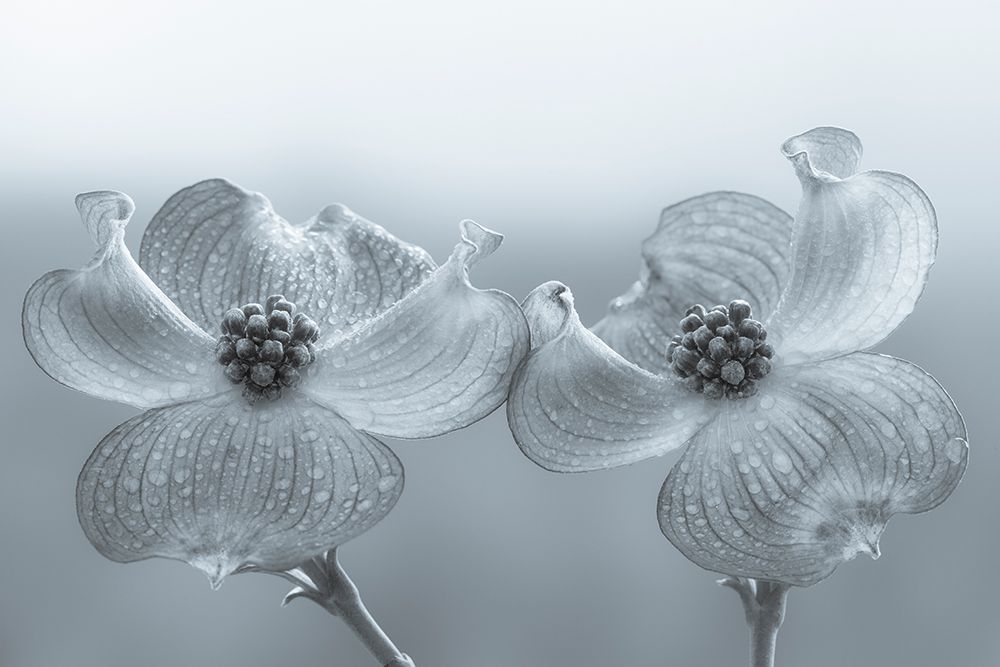 USA, Washington State, Seabeck. Dogwood blossoms. art print by Jaynes Gallery for $57.95 CAD