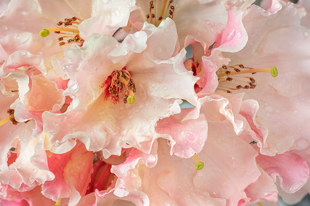 USA, Washington State, Seabeck. Rhododendron blossoms in the rain. art print by Jaynes Gallery for $57.95 CAD
