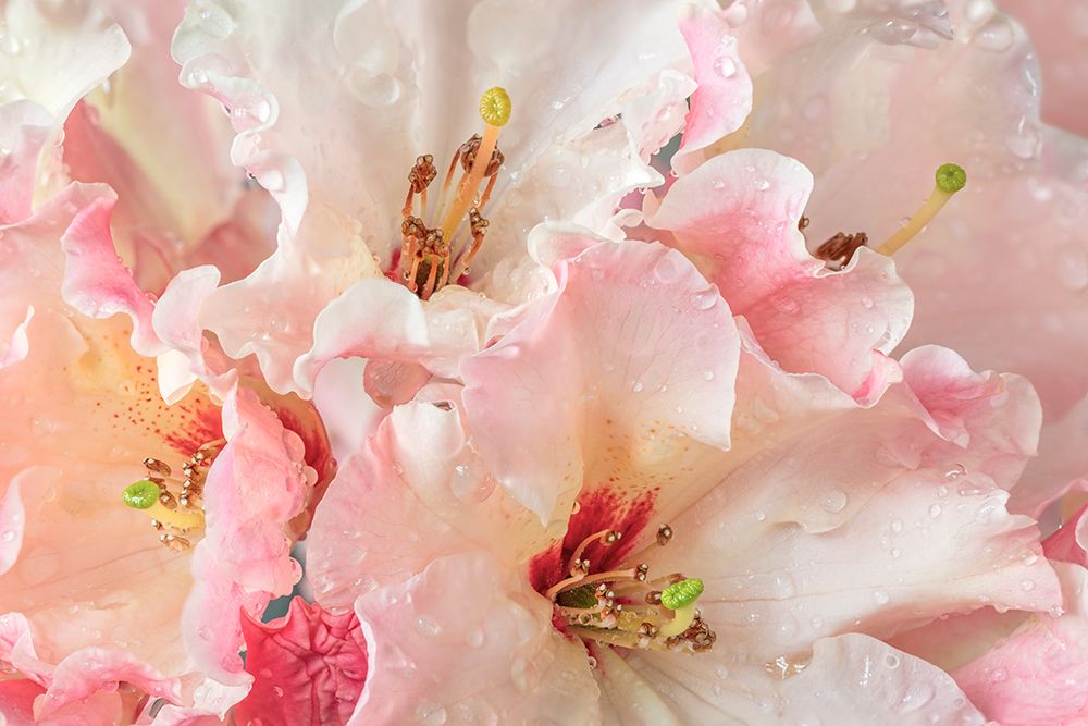 USA, Washington State, Seabeck. Rhododendron blossoms in the rain. art print by Jaynes Gallery for $57.95 CAD
