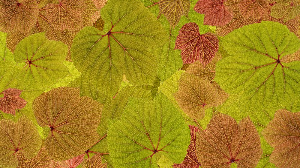 USA, Washington State, Seabeck. Grape leaves close-up. art print by Jaynes Gallery for $57.95 CAD