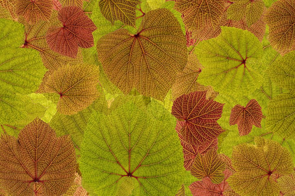 USA, Washington State, Seabeck, USA, Washington State, Seabeck. Grape leaves close-up. art print by Jaynes Gallery for $57.95 CAD