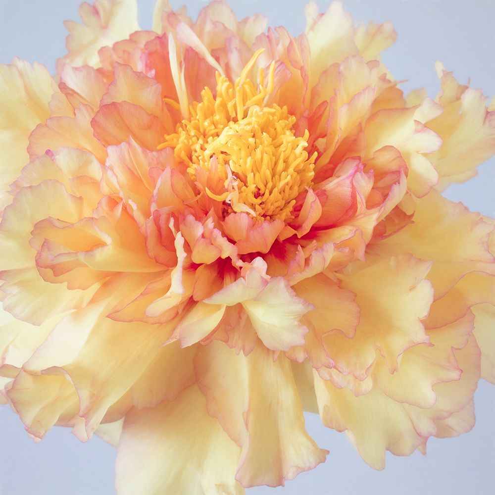 USA, Washington State, Seabeck. Tree peony blossom close-up. art print by Jaynes Gallery for $57.95 CAD