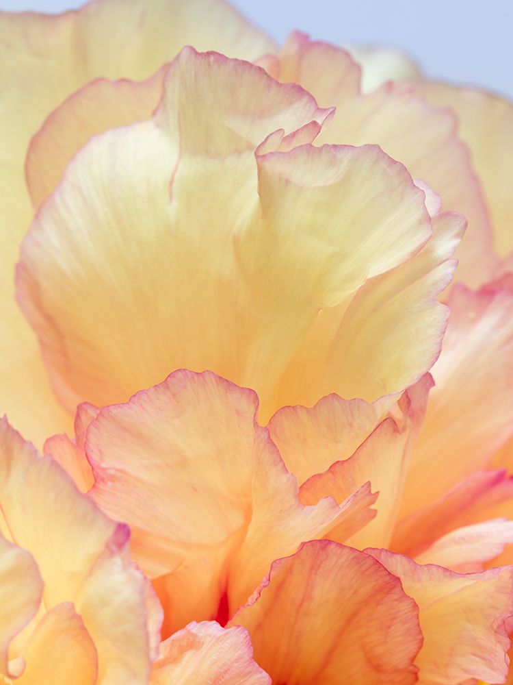 USA, Washington State, Seabeck. Tree peony blossom close-up. art print by Jaynes Gallery for $57.95 CAD
