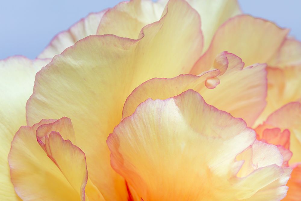 USA, Washington State, Seabeck. Tree peony blossom close-up. art print by Jaynes Gallery for $57.95 CAD