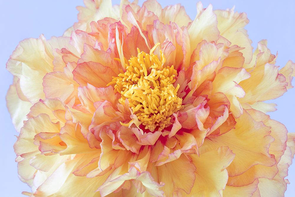 USA, Washington State, Seabeck. Tree peony blossom close-up. art print by Jaynes Gallery for $57.95 CAD