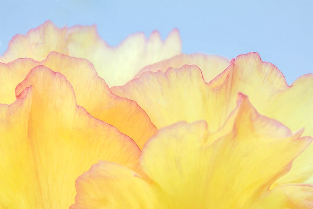 USA, Washington State, Seabeck. Tree peony blossom close-up. art print by Jaynes Gallery for $57.95 CAD