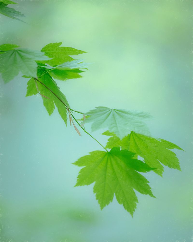 USA, Washington State, Gifford Pinchot National Forest. Green vine maple leaves in spring. art print by Jaynes Gallery for $57.95 CAD