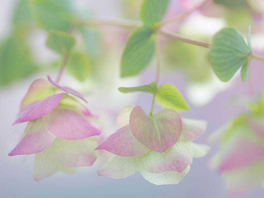 USA, Washington State, Seabeck. Ornamental oregano petals. art print by Jaynes Gallery for $57.95 CAD