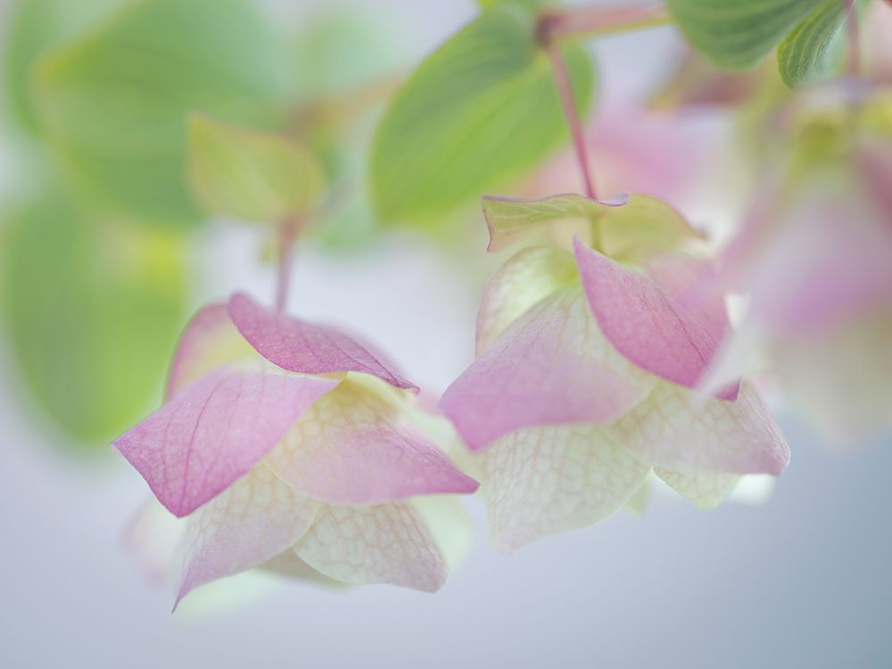 USA, Washington State, Seabeck. Ornamental oregano petals. art print by Jaynes Gallery for $57.95 CAD