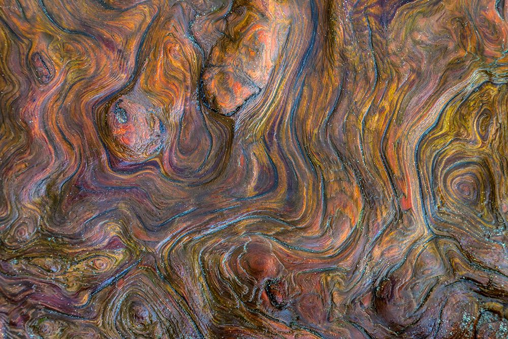 USA, Washington State, Fort Flagler State Park. Detail of driftwood grain. art print by Jaynes Gallery for $57.95 CAD