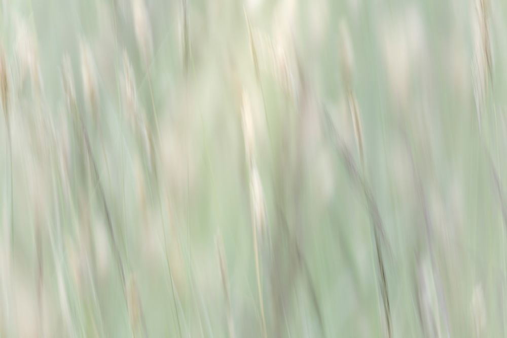 USA, Washington State, Seabeck. Abstract of summer meadow grass. art print by Jaynes Gallery for $57.95 CAD
