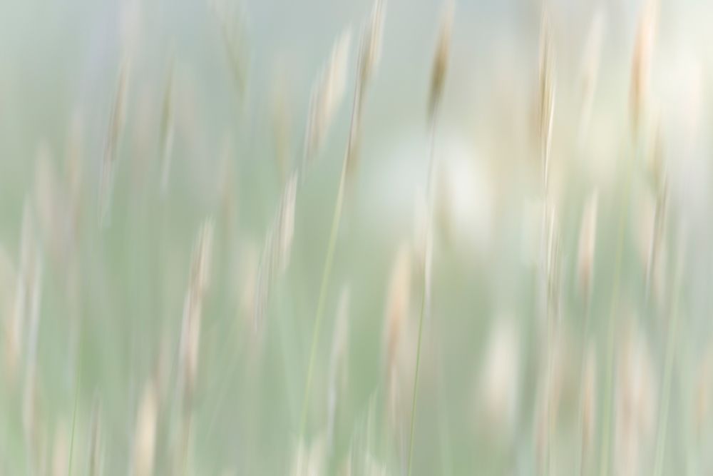 USA, Washington State, Seabeck. Abstract of grass in summer meadow. art print by Jaynes Gallery for $57.95 CAD