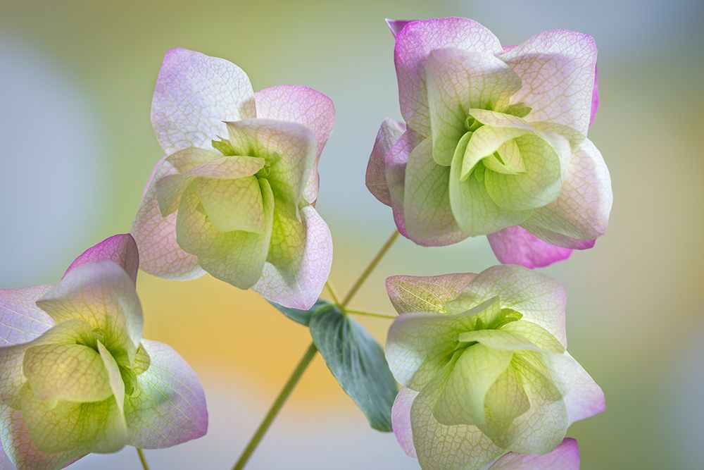 USA, Washington State, Seabeck. Ornamental oregano petals. art print by Jaynes Gallery for $57.95 CAD