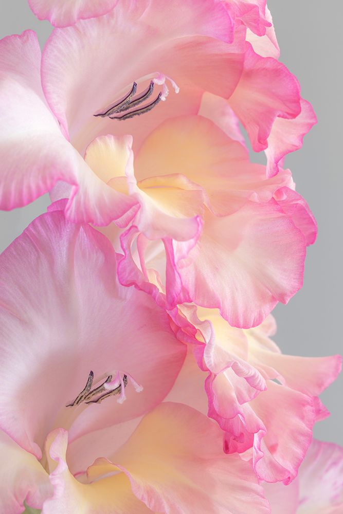 USA, Washington State, Seabeck. Gladiola blossoms close-up. art print by Jaynes Gallery for $57.95 CAD
