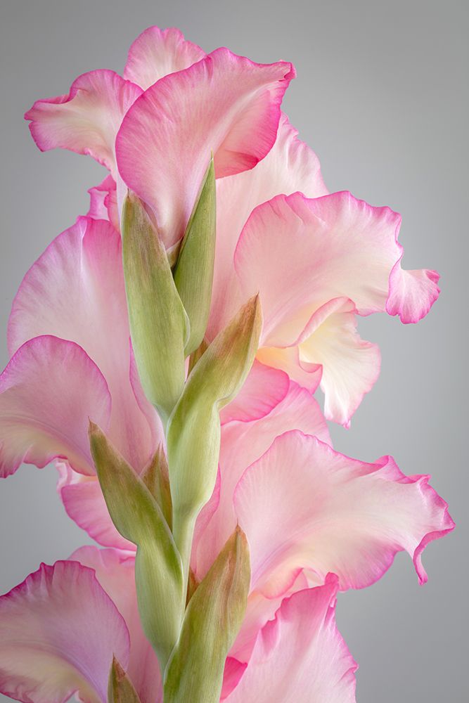 USA, Washington State, Seabeck. Gladiola blossoms close-up. art print by Jaynes Gallery for $57.95 CAD