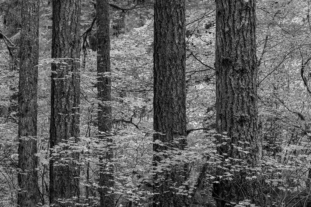 USA, Washington State, Olympic National Park. Forest trees and young vine maples. art print by Jaynes Gallery for $57.95 CAD