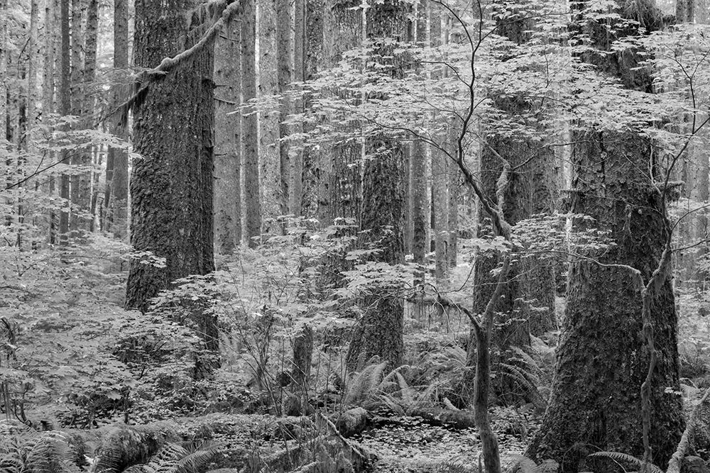 USA, Washington State, Olympic National Park. Forest with tree trunks and young vine maple trees. art print by Jaynes Gallery for $57.95 CAD