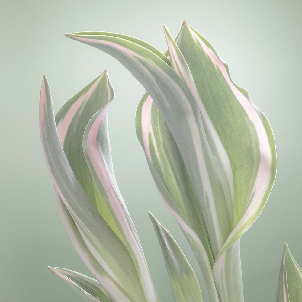 USA, Washington State, Seabeck. Tulip leaves in early spring. art print by Jaynes Gallery for $57.95 CAD