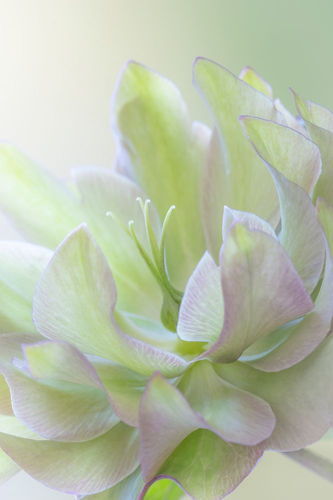 USA, Washington State, Seabeck, USA, Washington State, Seabeck. Lenten rose petals close-up. art print by Jaynes Gallery for $57.95 CAD