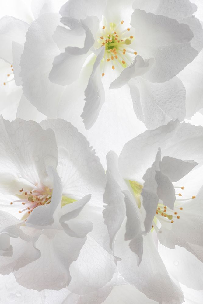 USA, Washington State, Seabeck. Fuji cherry blossoms close-up. art print by Jaynes Gallery for $57.95 CAD