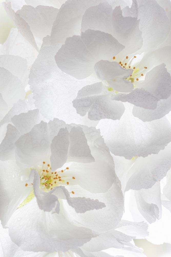 USA, Washington State, Seabeck. Fuji cherry blossoms close-up. art print by Jaynes Gallery for $57.95 CAD