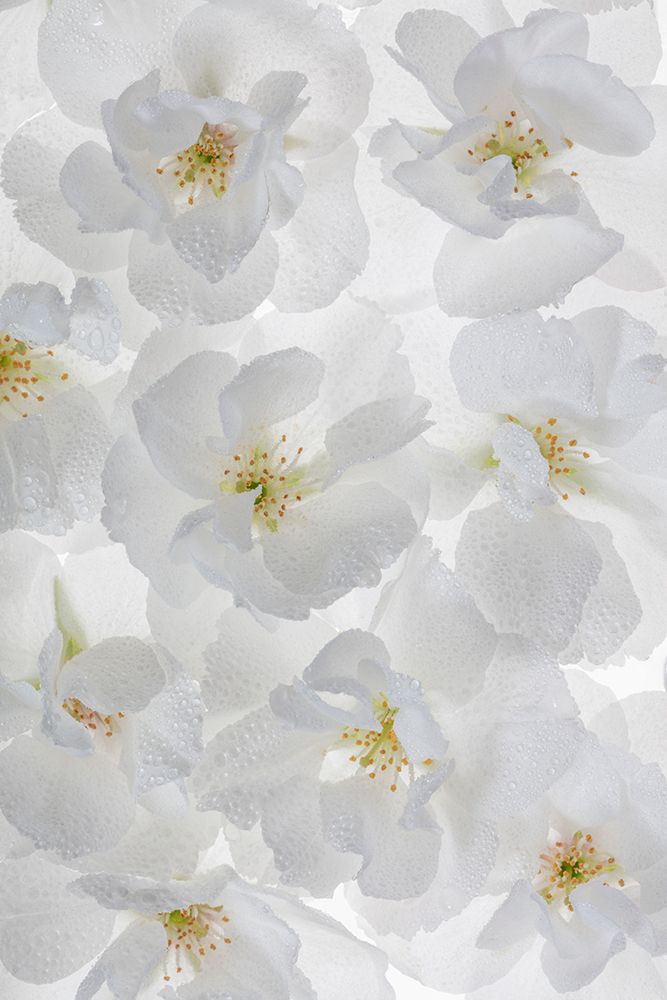 USA, Washington State, Seabeck. Fuji cherry blossoms close-up. art print by Jaynes Gallery for $57.95 CAD