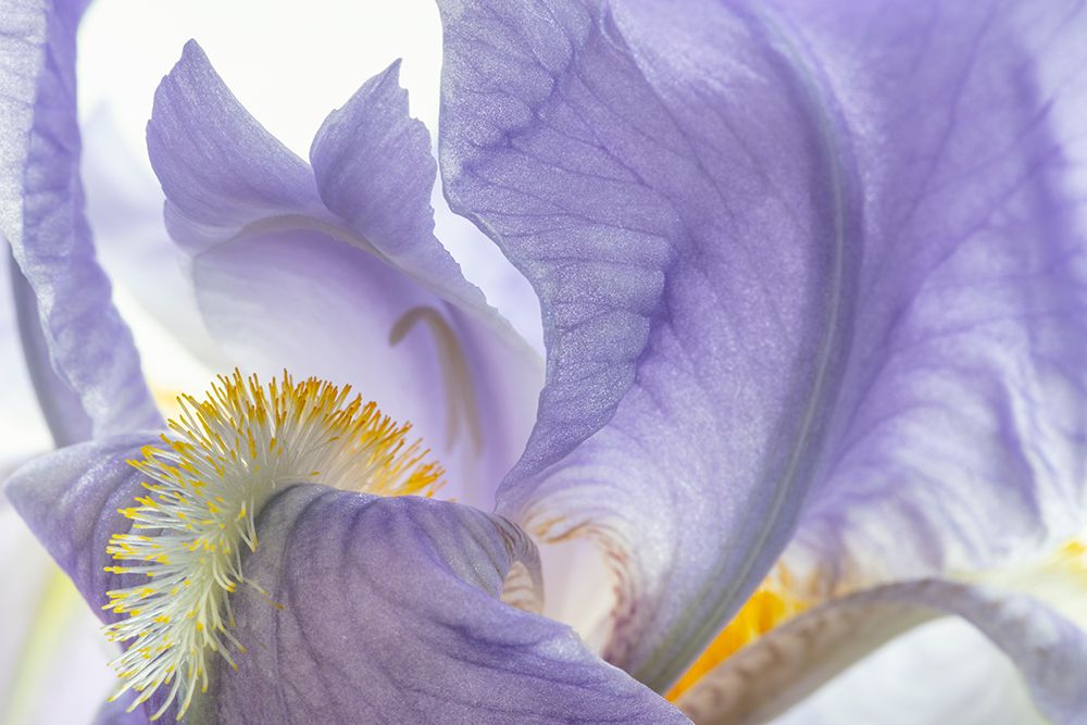 USA, Washington State, Seabeck. Purple iris flower close-up. art print by Jaynes Gallery for $57.95 CAD