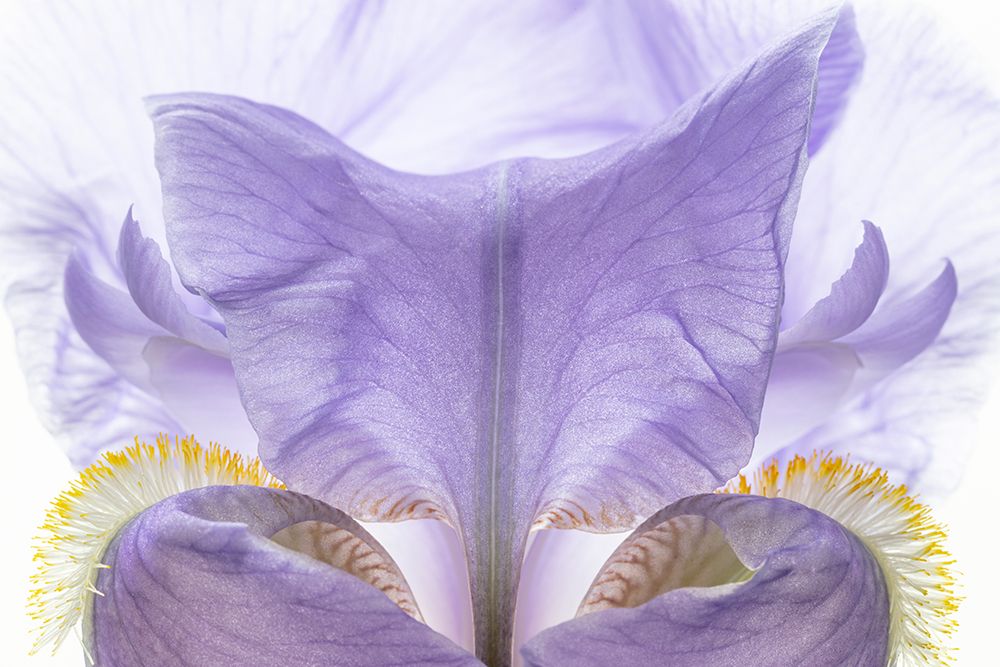 USA, Washington State, Seabeck. Purple iris flower close-up. art print by Jaynes Gallery for $57.95 CAD