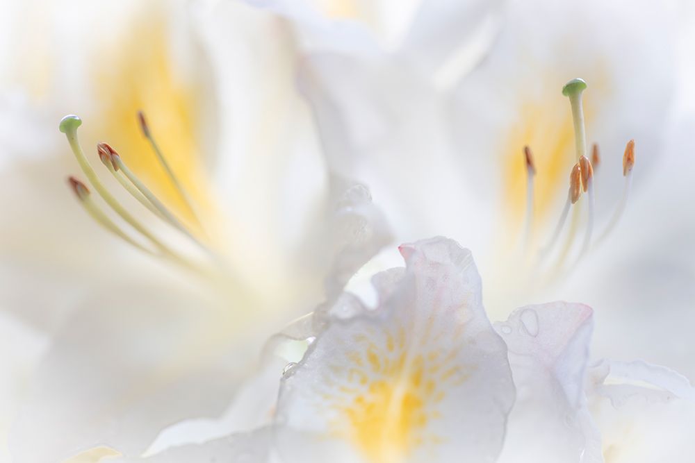 USA, Washington State, Seabeck. Close-up of white azalea flower. art print by Jaynes Gallery for $57.95 CAD