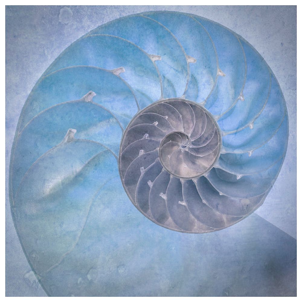 USA, Washington State, Seabeck. Close-up of nautilus shell. art print by Jaynes Gallery for $57.95 CAD
