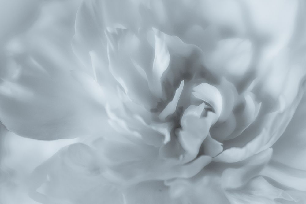 USA, Washington State, Seabeck. Peony flower close-up. art print by Jaynes Gallery for $57.95 CAD