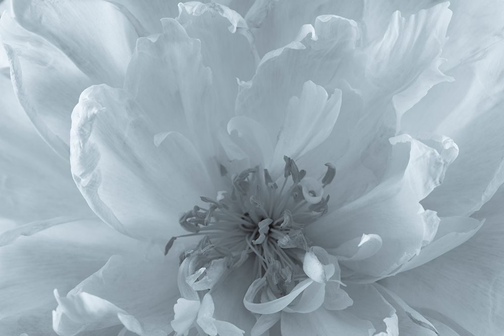 USA, Washington State, Seabeck. Close-up of peony flower. art print by Jaynes Gallery for $57.95 CAD