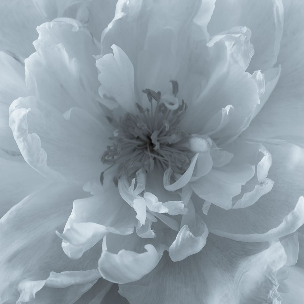USA, Washington State, Seabeck. Close-up of peony flower. art print by Jaynes Gallery for $57.95 CAD