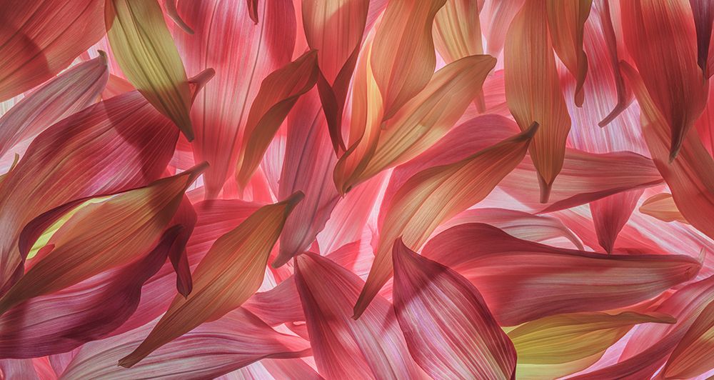 USA, Washington State, Seabeck. Panoramic of dahlia petals. art print by Jaynes Gallery for $57.95 CAD