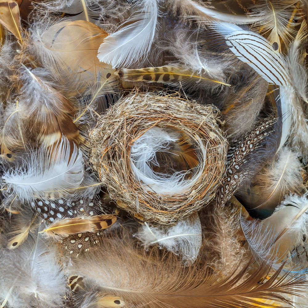 USA, Washington State, Seabeck, USA, Washington State, Seabeck. Bird nest and feathers close-up. art print by Jaynes Gallery for $57.95 CAD