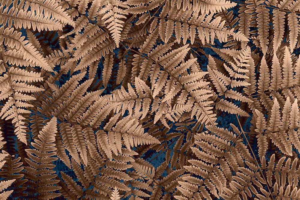 USA, Washington State, Seabeck. Brown ferns in autumn. art print by Jaynes Gallery for $57.95 CAD