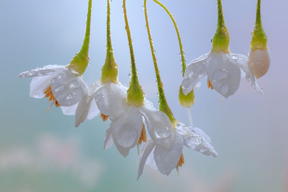 USA, Washington State, Seabeck. Japanese snowbell blossoms and raindrops. art print by Jaynes Gallery for $57.95 CAD