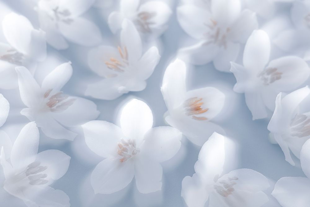 USA, Washington State, Seabeck. Japanese snowbell blossoms. art print by Jaynes Gallery for $57.95 CAD