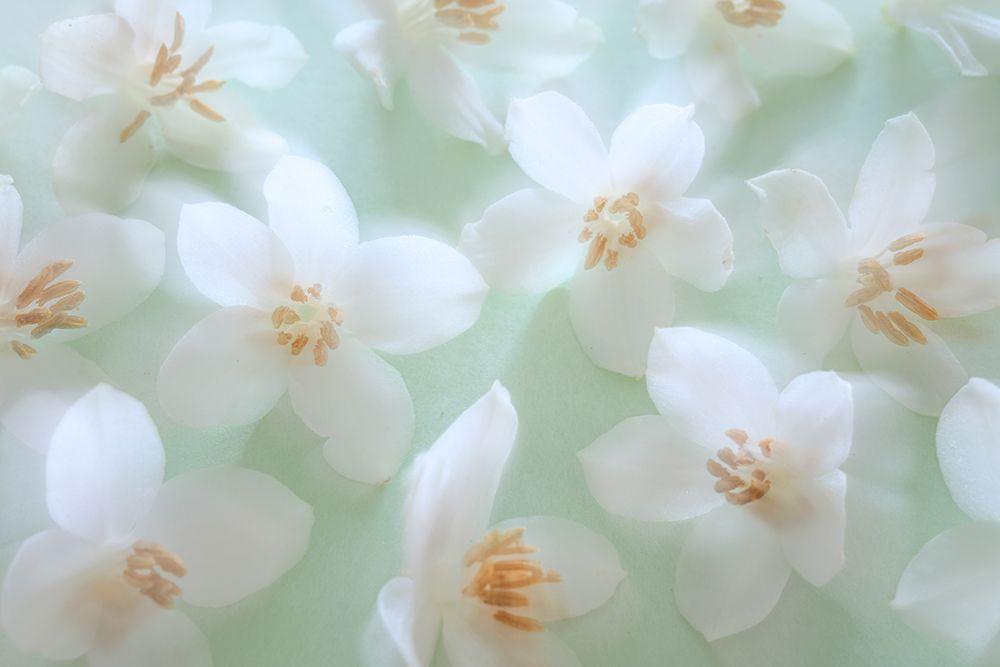 USA, Washington State, Seabeck. Japanese snowbell blossoms and raindrops. art print by Jaynes Gallery for $57.95 CAD