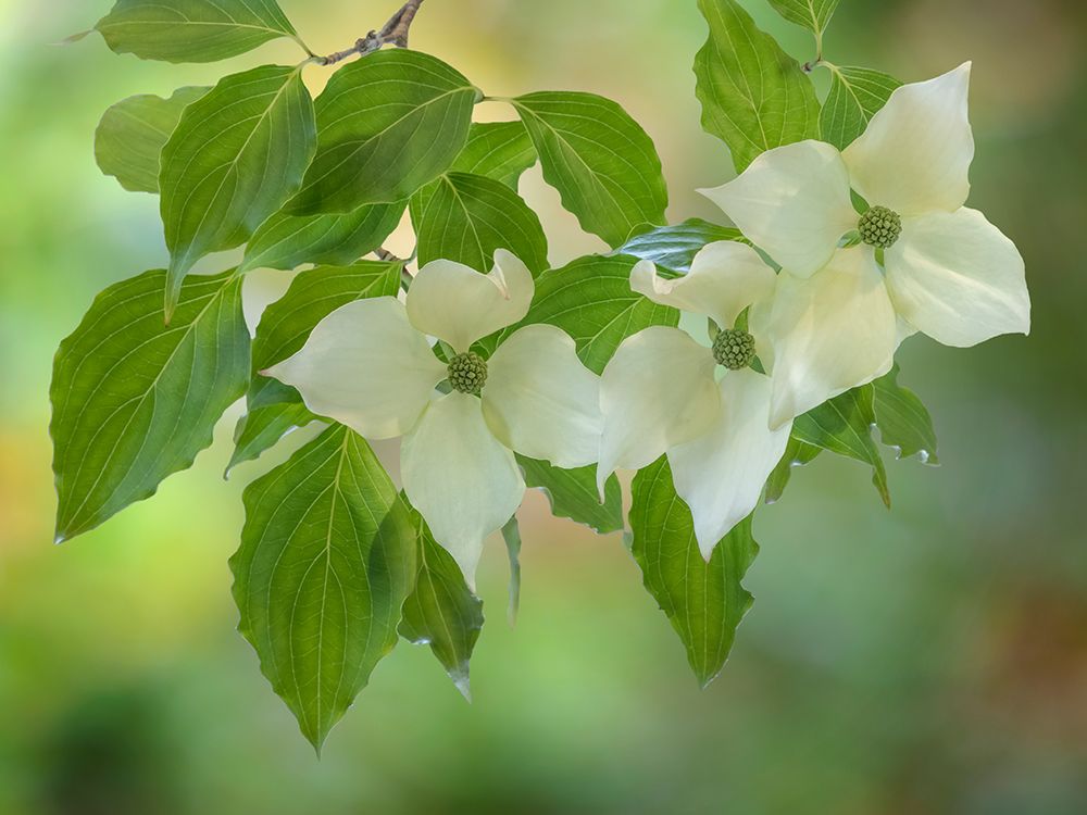 USA, Washington State, Seabeck. Kousa dogwood foliage and blossoms close-up. art print by Jaynes Gallery for $57.95 CAD