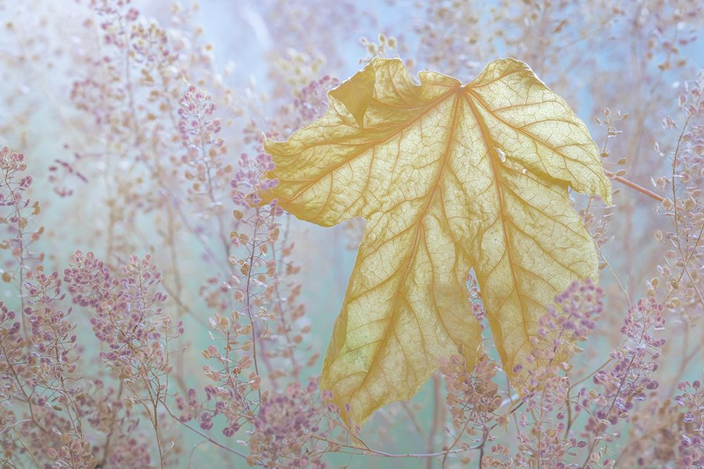 USA, Washington State, Seabeck. Fallen bigleaf maple leaf close-up. art print by Jaynes Gallery for $57.95 CAD
