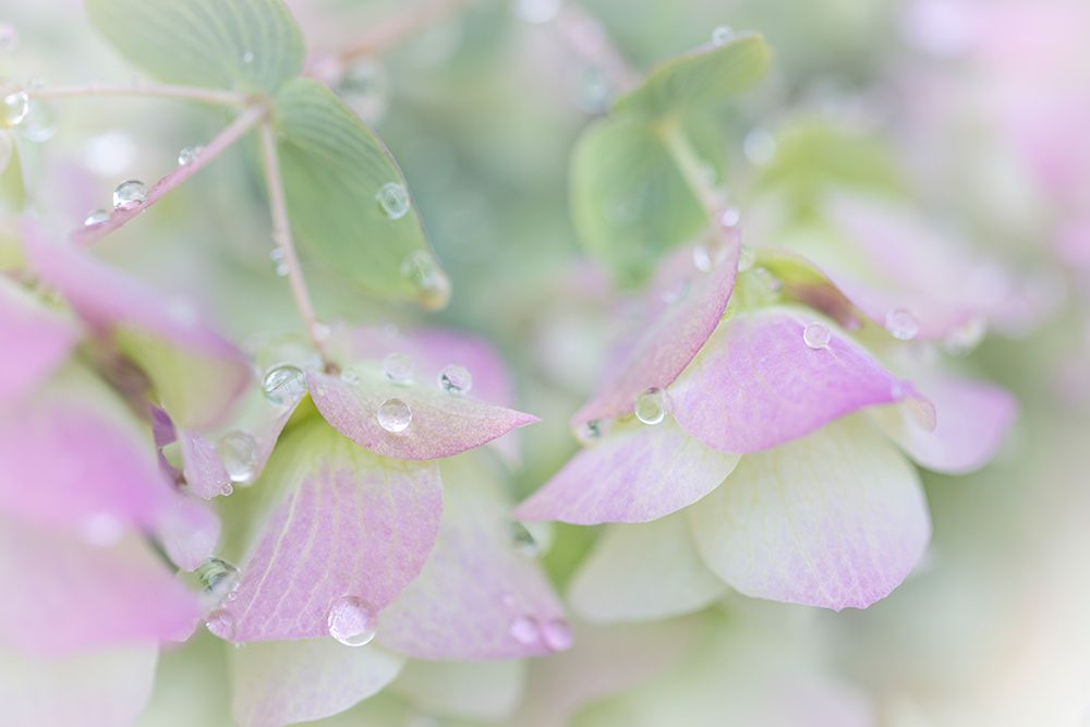 USA, Washington State, Seabeck. Ornamental oregano petals with raindrops. art print by Jaynes Gallery for $57.95 CAD