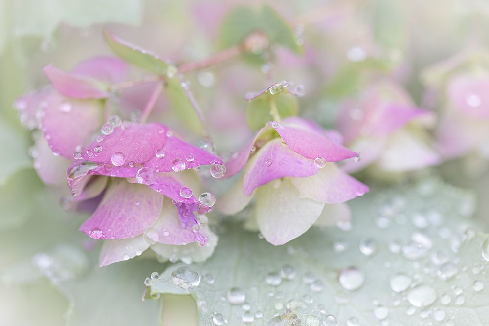 USA, Washington State, Seabeck. Ornamental oregano petals with raindrops. art print by Jaynes Gallery for $57.95 CAD