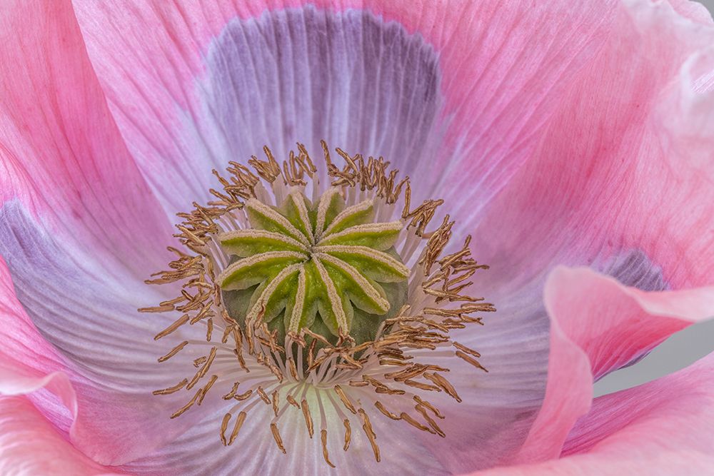 USA, Washington State, Seabeck. Poppy blossom close-up. art print by Jaynes Gallery for $57.95 CAD