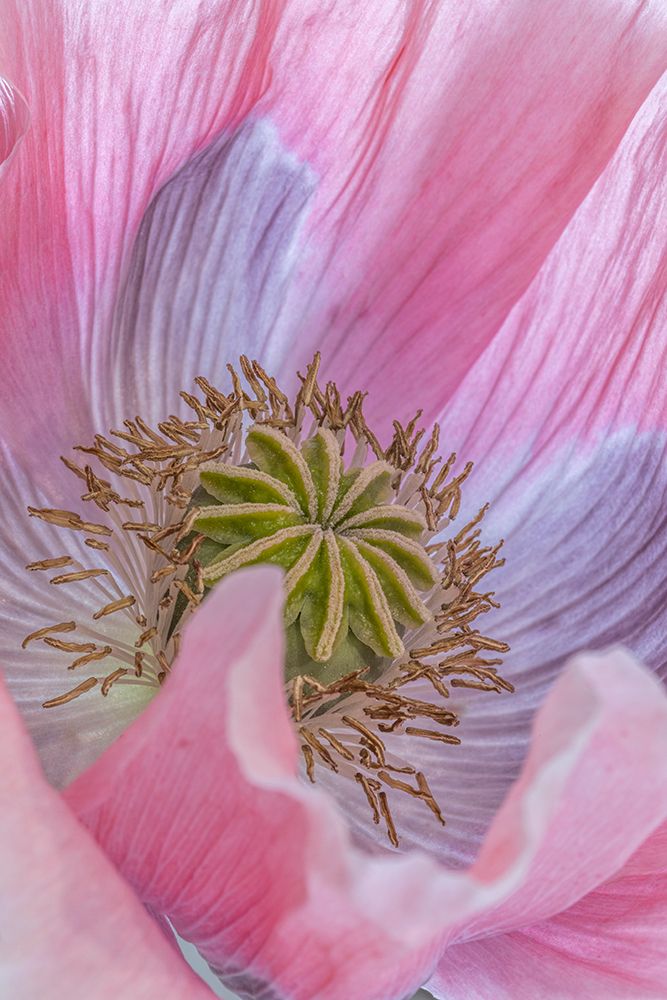 USA, Washington State, Seabeck. Poppy blossom close-up. art print by Jaynes Gallery for $57.95 CAD