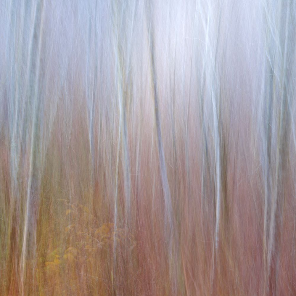 USA, Washington State, Seabeck. Composite of alder and dogwood trees. art print by Jaynes Gallery for $57.95 CAD